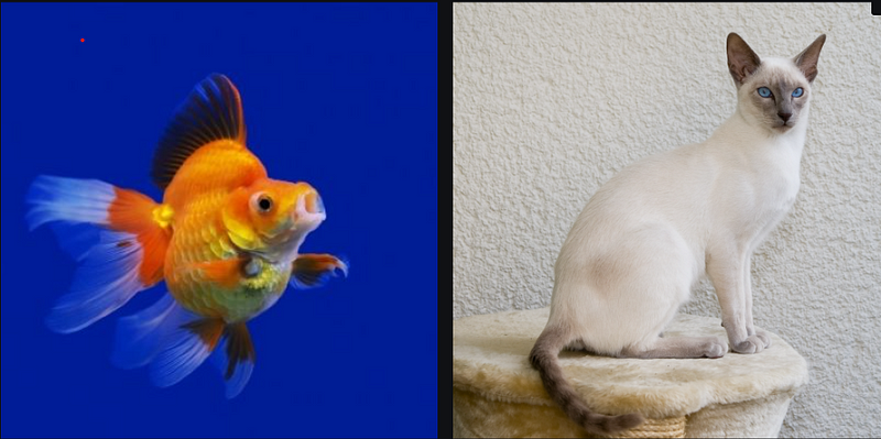 Generating adversaries for CNNs: My cat is a goldfish, so don’t tax it.